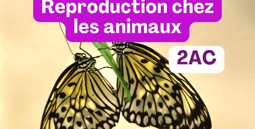 Reproduction chez les animaux.jpg