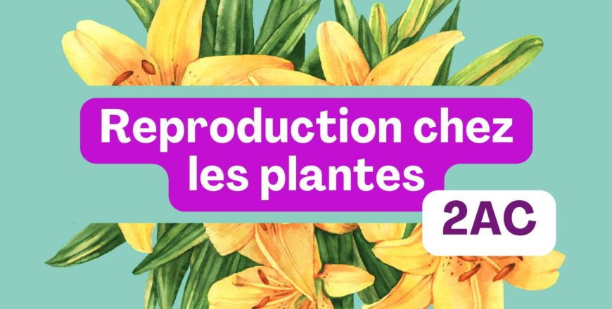 reproduction chez les plantes.jpg