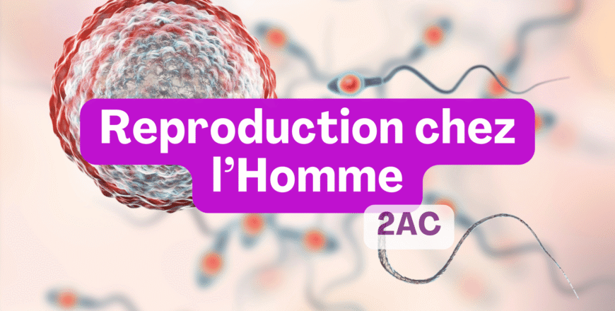 Reproduction chez l’Homme.png