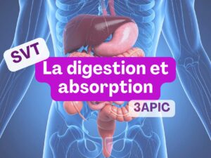 digestion et absorption.jpg