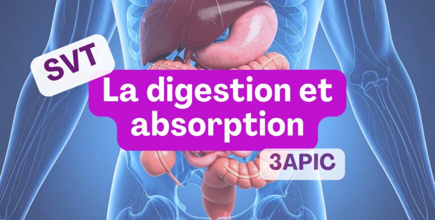 digestion et absorption.jpg
