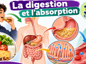 La digestion et l’absorption.png